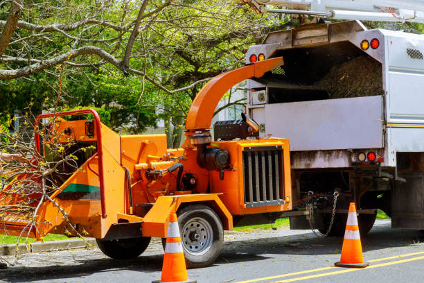 Best Lawn Renovation and Restoration  in Vineyard Haven, MA