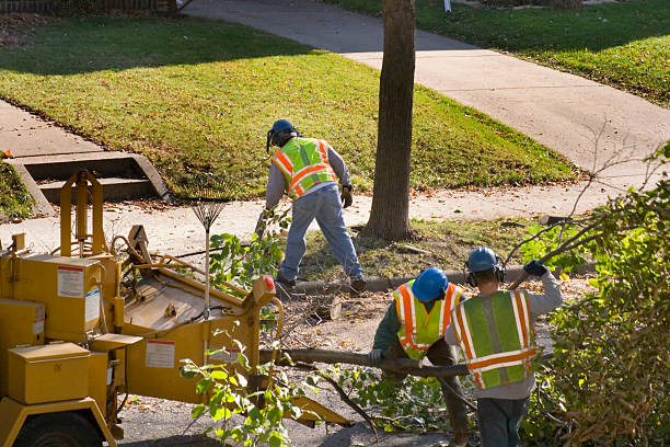 How Our Tree Care Process Works  in  Vineyard Haven, MA