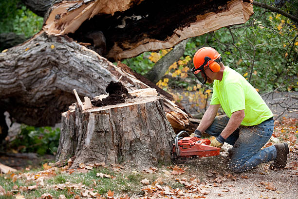 Best Fruit Tree Pruning  in Vineyard Haven, MA