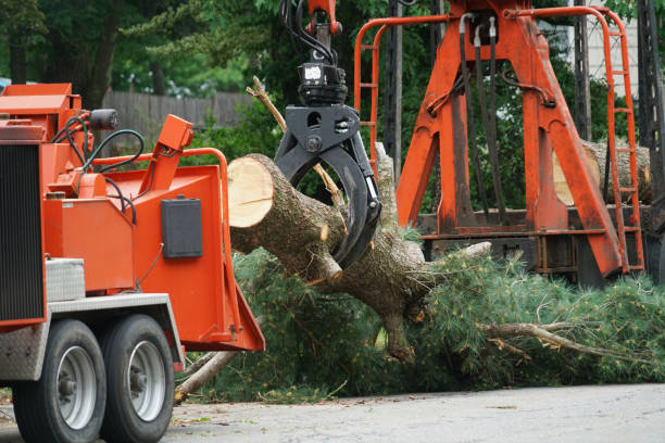 Best Tree Disease Treatment  in Vineyard Haven, MA