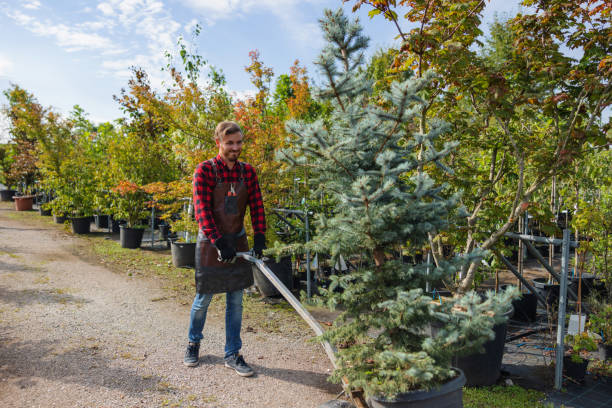 Best Palm Tree Trimming  in Vineyard Haven, MA