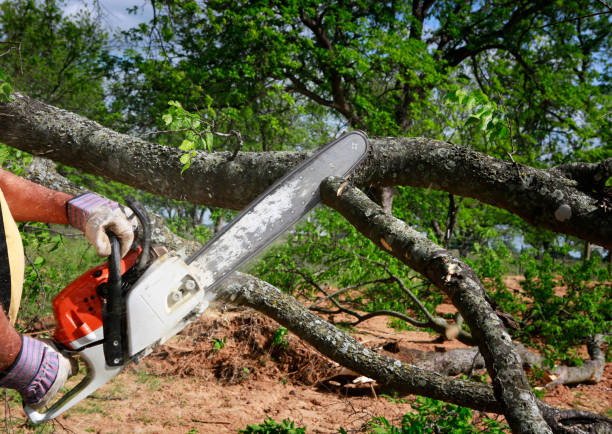 Best Tree Removal  in Vineyard Haven, MA